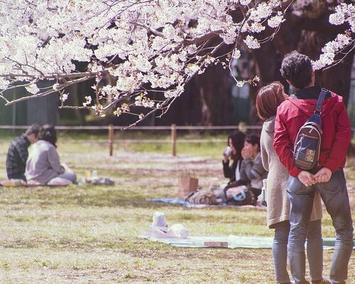 sakura-cherry-flower-hanami