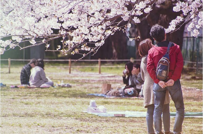 sakura-cherry-flower-hanami