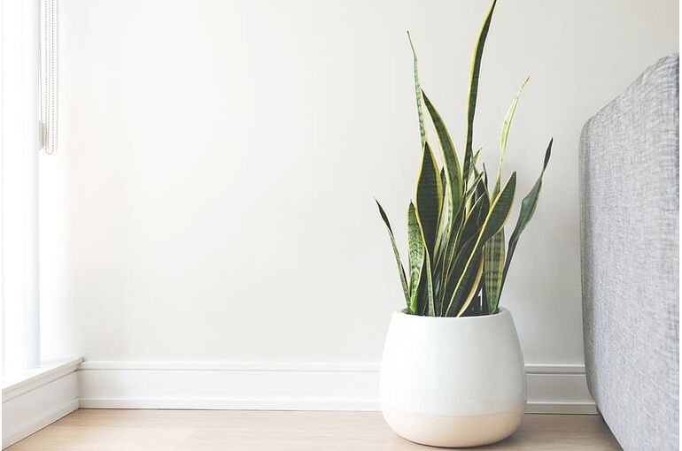 home-house-plants-leaves