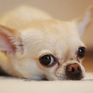 adorable-animal-canine-chihuahua
