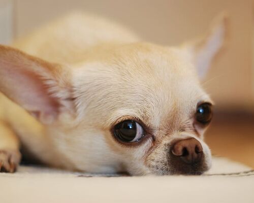 adorable-animal-canine-chihuahua