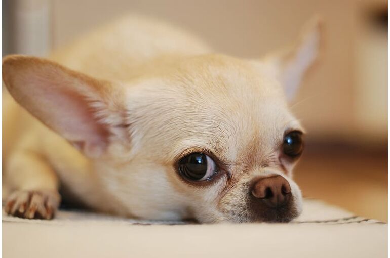 adorable-animal-canine-chihuahua